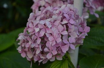 pink flower