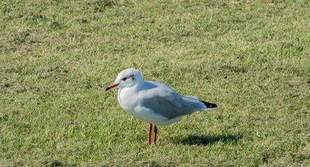 Möwe auf der Nahrungssuche im Watt an der Nordsee