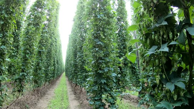Maschinelle Hopfenernte
