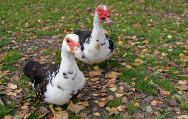 Domestic animals.