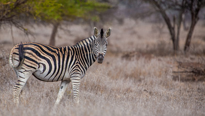 Fototapeta na wymiar Zebra in the Hwange National Park, Zimbabwe