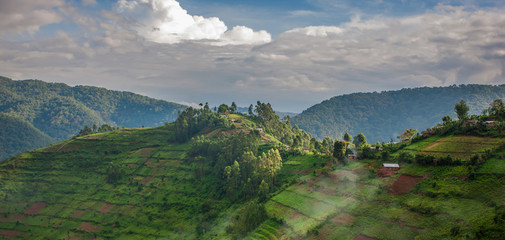 Landscape in southwestern Uganda, at the Bwindi Impenetrable Forest National Park, at the borders of Uganda, Congo and Rwanda. The Bwindi National Park is the home of the mountain gorillas. - obrazy, fototapety, plakaty