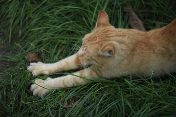cutr striped wild cat