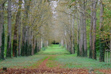 Versailles, Forest road, 베르사유 정원, 숲길