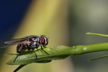House Fly atop wood.
