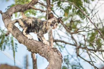 Kittens playing in a tree.