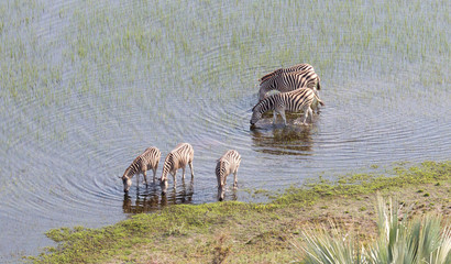 Wild African zebra in the Okavango delta - Botswana
