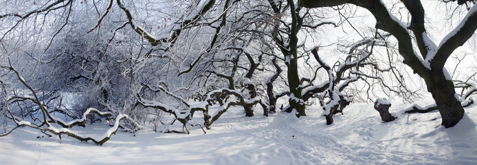 Süntelbuchen Winter Panorama
