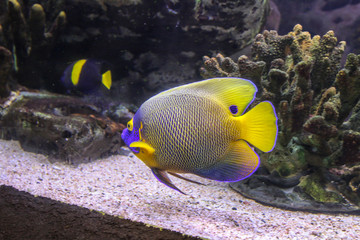 Naklejka na ściany i meble Coral reef fish