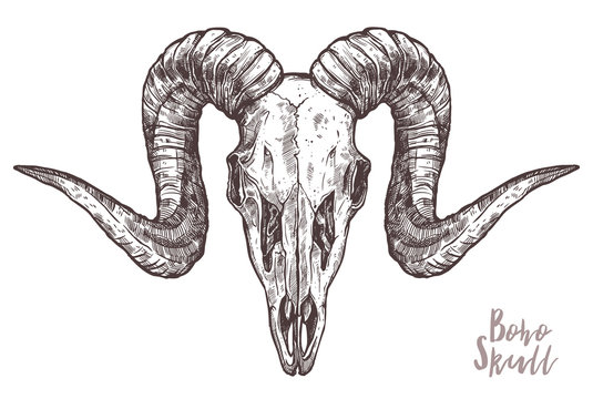 Ram Skull Drawing Images – Browse 1,182 Stock Photos, Vectors, and Video |  Adobe Stock