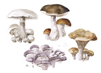 Set mushrooms illustrations