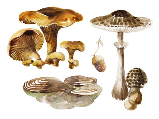 Set mushrooms illustrations