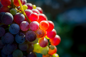 Autumn Grapes