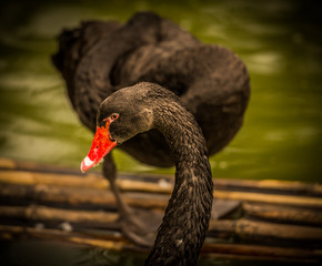 Swans are birds of the family Anatidae within the genus Cygnus. The swans' close relatives include the geese and ducks. © FarisAlAli