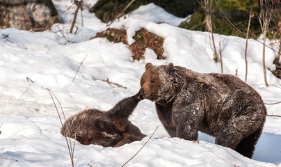 Brown Bears (Ursus arctos) in Lake Clark National Park, Alaska, USA
