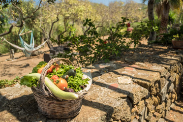 Fresh vegetables in a basket. Vegetables harvest. Tomatoes, zucchini, basil, cucuzza squash (typical sicilian squash) and eggplants