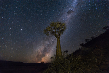Quiver tree under stars