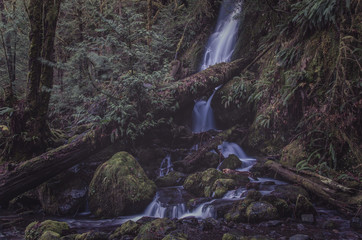 Rainforest 