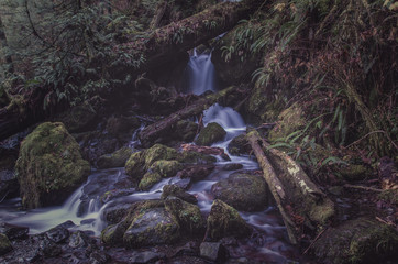 Rainforest 
