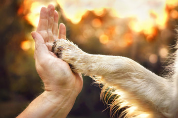 Hund legt Pfote in Hand von Mensch