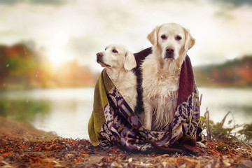 Zwei Hunde sitzen gemeinsam am See mit einer Decke um die Schultern