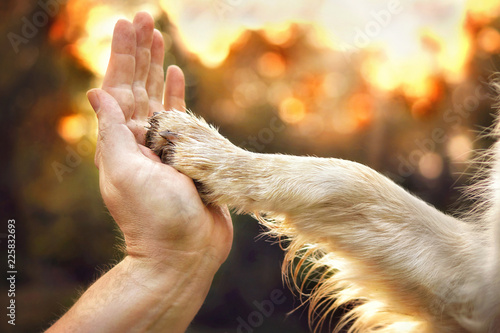 "Hund legt Pfote in Hand von Mensch" Stock photo and royaltyfree