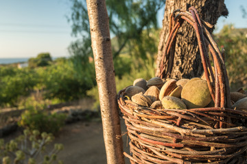 Close-up of almonds in a basket. Almond harvest - Powered by Adobe