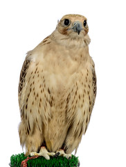 Falcons that are trained for hunting (falconry)