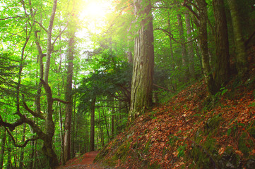Picturesque tree trunks in a dreamy temperate forest in Mount Olympus - Greece