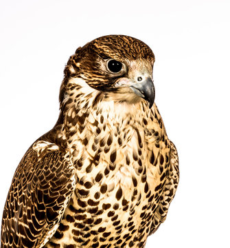 Falcons that are trained for hunting (falconry)