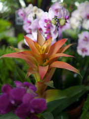 Fototapeta premium exotic flower 