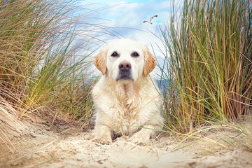 Hund liegt in den Dünen am Strand mit Blick auf das Meer