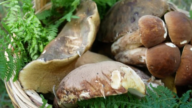 wicker basket of porcini, cep mushrooms picking in the wood. Boletus reticulatus