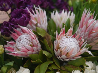 Pink exotic protea flower