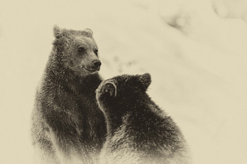 Brown Bears (Ursus arctos) in Lake Clark National Park, Alaska, USA
