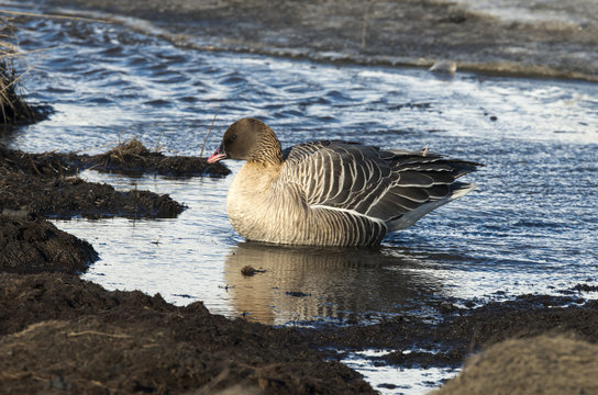 Oie à bec court,.Anser brachyrhynchus, Pink footed Goose, archipel du Spitzberg