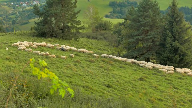 Flock of sheep at sunset. Sheeps in a meadow in the alpine pastures in the Slovakia mountains. Beautiful natural landscape.