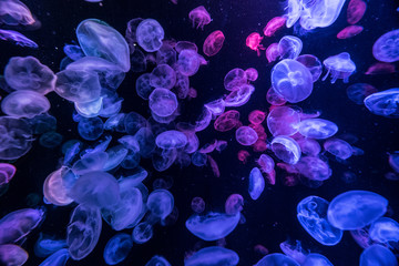 Jellyfish  加茂水族館　Kamo Aquarium, Tsuruoka City,Japan