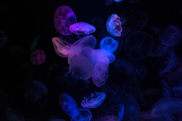 Jellyfish  加茂水族館　Kamo Aquarium, Tsuruoka City,Japan