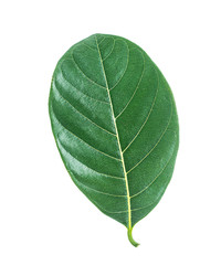 Jackfruit leaves on white background