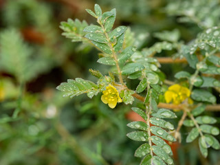 Macro image of Tribulus terrestris plant with flower ,seeds and leaf.