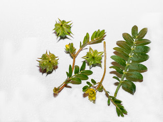 Macro image of Tribulus terrestris plant with flower ,seeds and leaf.