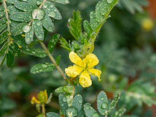 Macro image of Tribulus terrestris plant with flower ,seeds and leaf.