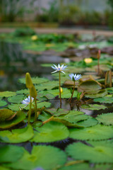 pale lily in orangery
