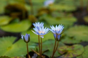 pale lily in orangery