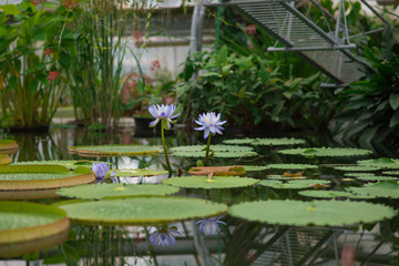 pale lily in orangery
