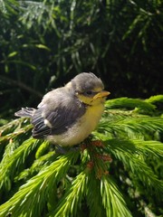 chick on the tree