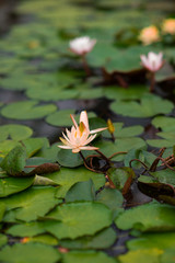 pale lily in orangery