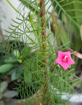 Cardinal Creeper With Star Shaped Red Flower