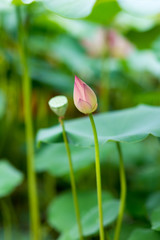lotus water lily